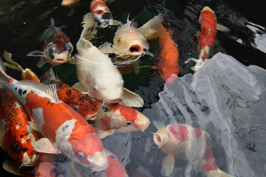 Los peces mas recomendados para el estanque de tu jardín
