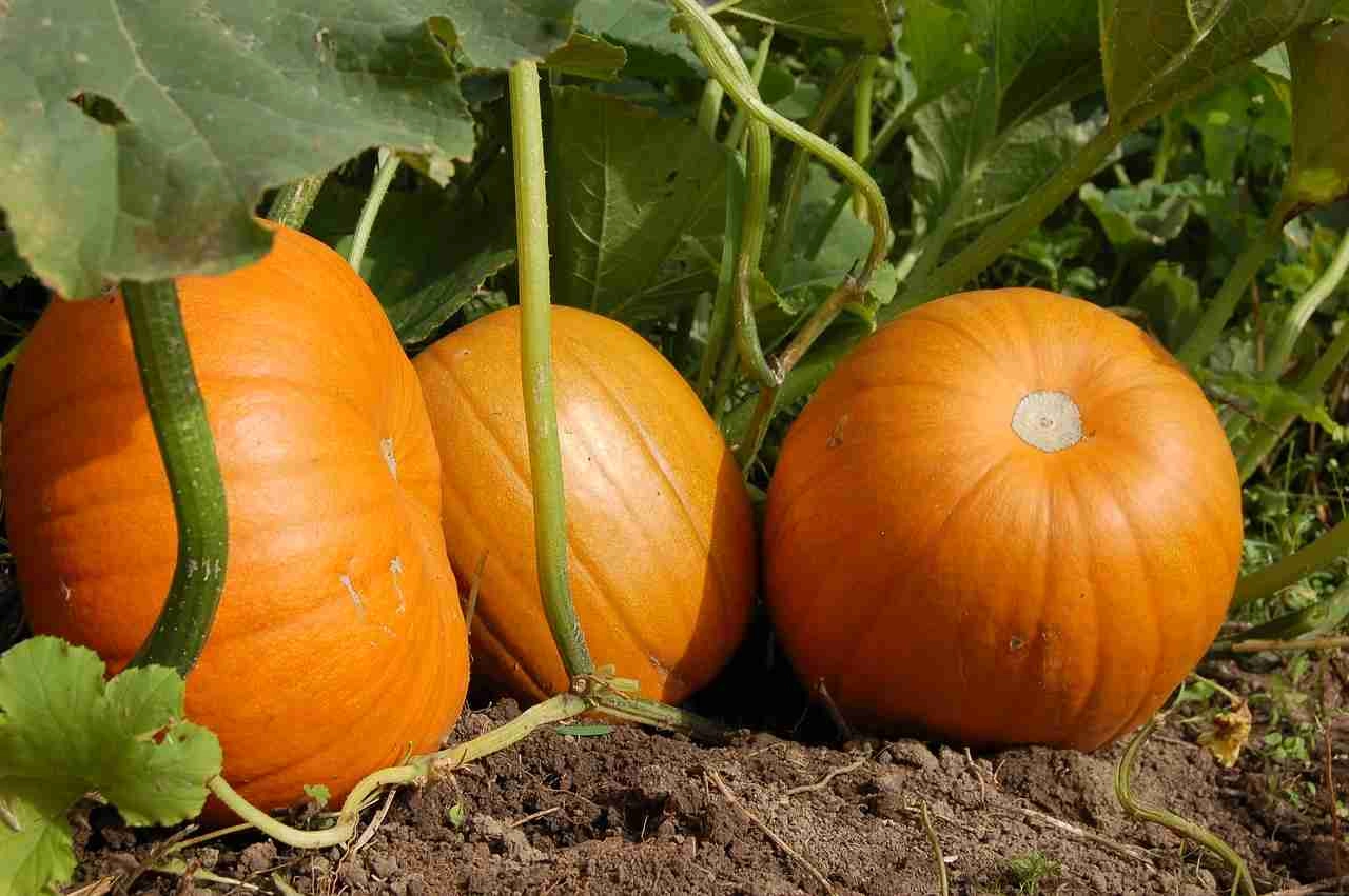 Calabaza, cómo sembrar de manera orgánica