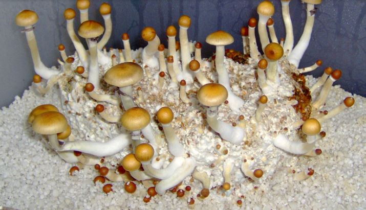 Cultivar setas o hongos comestibles en casa