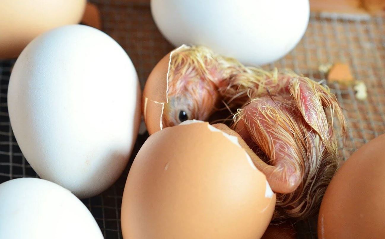 ¿Qué salió mal en la incubación de huevos?