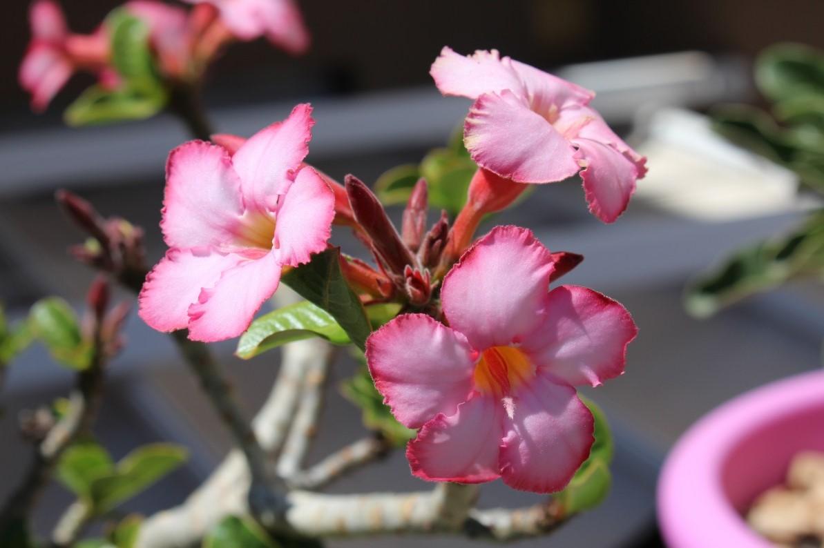 La rosa del desierto instrucciones para duplicar