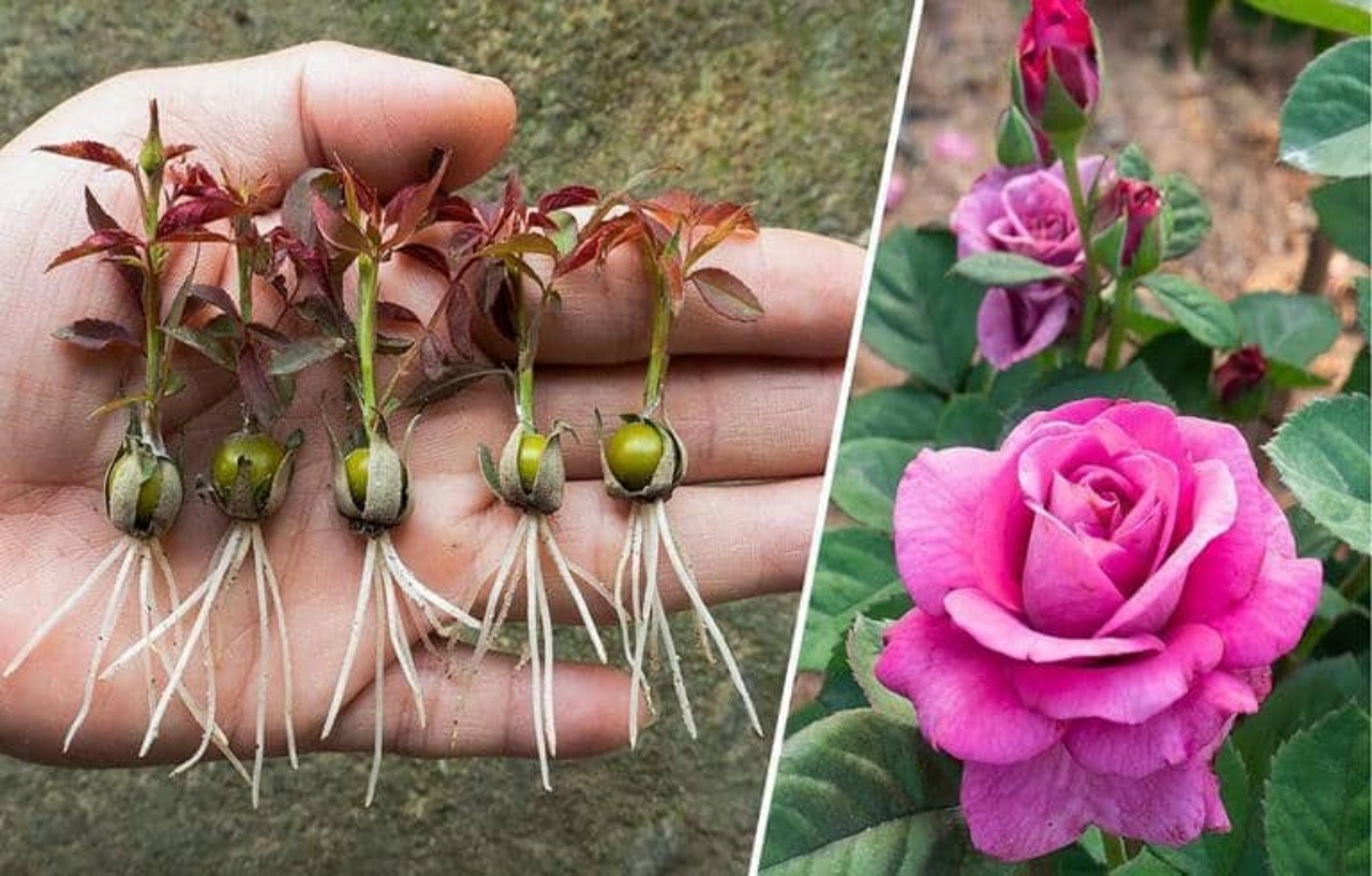 Cómo cultivar Rosas a partir de Semillas paso a paso