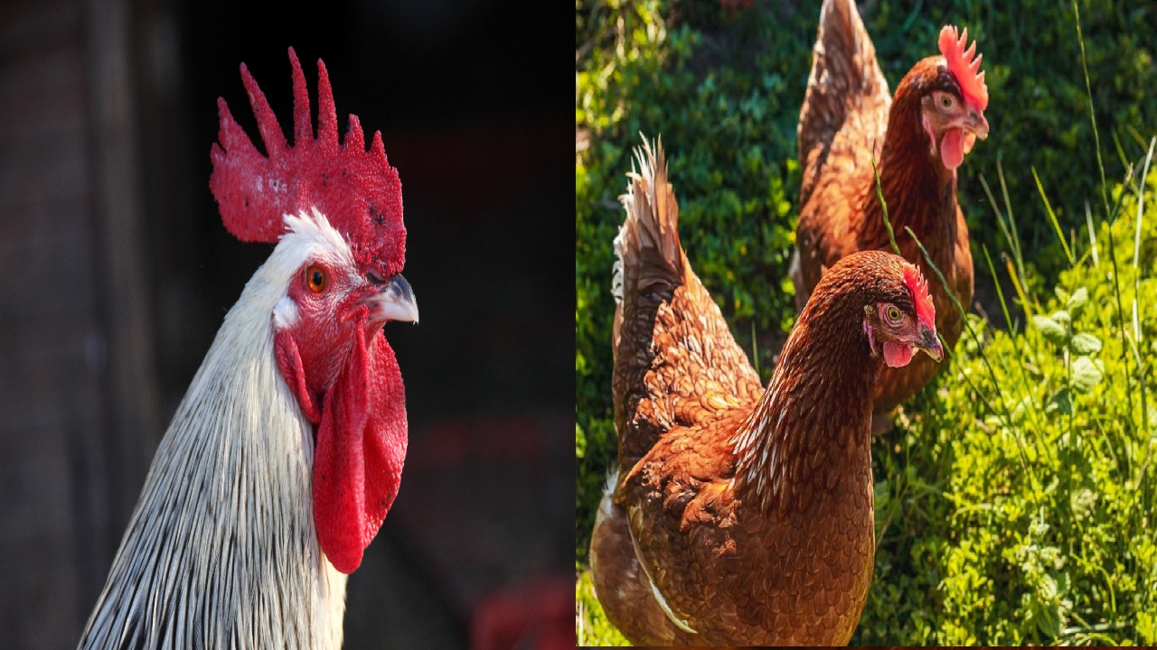 Para que sirve la cresta de los Gallos y las Gallinas