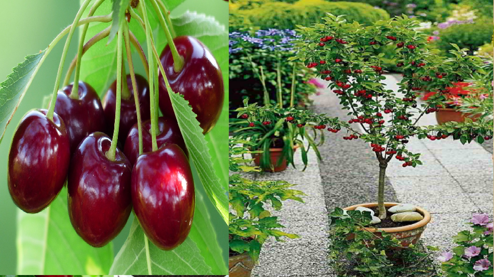 Como cultivar cerezas en casa a partir de las semillas en maceta.