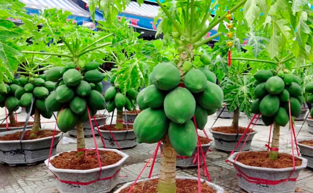 Como cultivar Árbol de papayo en maceta