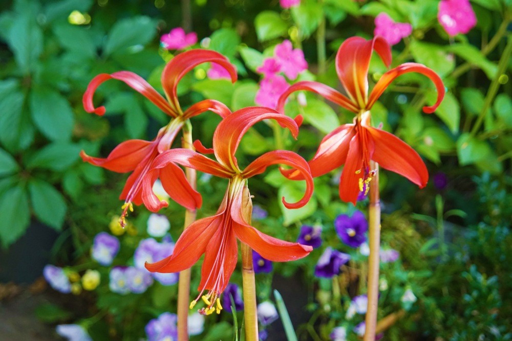 Cómo cultivar la flor de lis