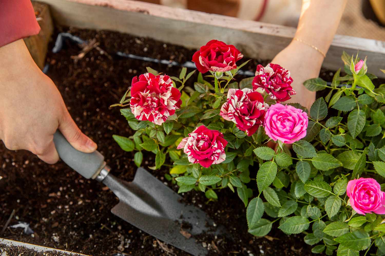 El método más eficaz para cultivar una rosa en una maceta