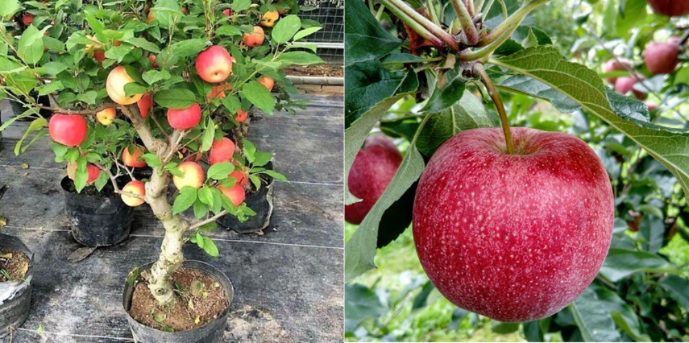 Cómo cultivar manzanas orgánicas en macetas
