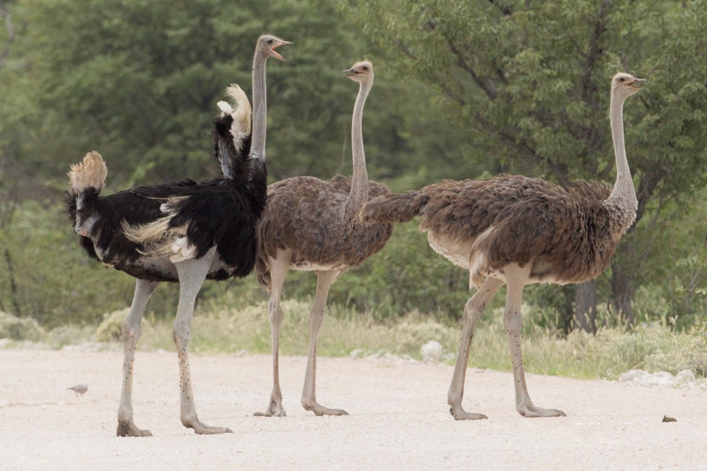 Las 5 aves más grandes