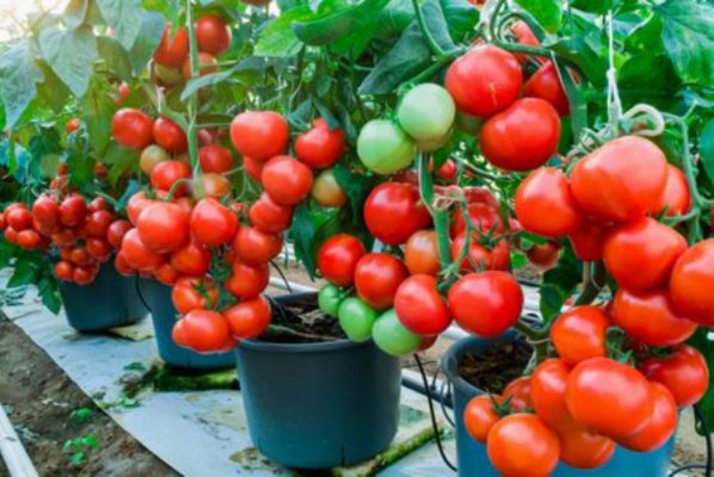 Cómo sembrar tomates en una maceta