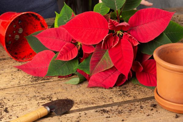 Flor de Pascua o poinsettia