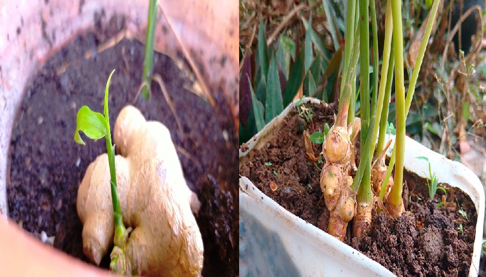 Cultivar jengibre en macetas.