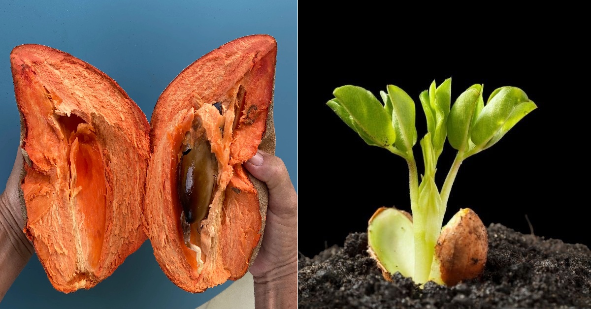 Cultivo de mamey en maceta