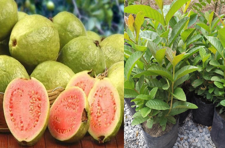 Descubra cómo desarrollar su propio árbol de guayaba en casa