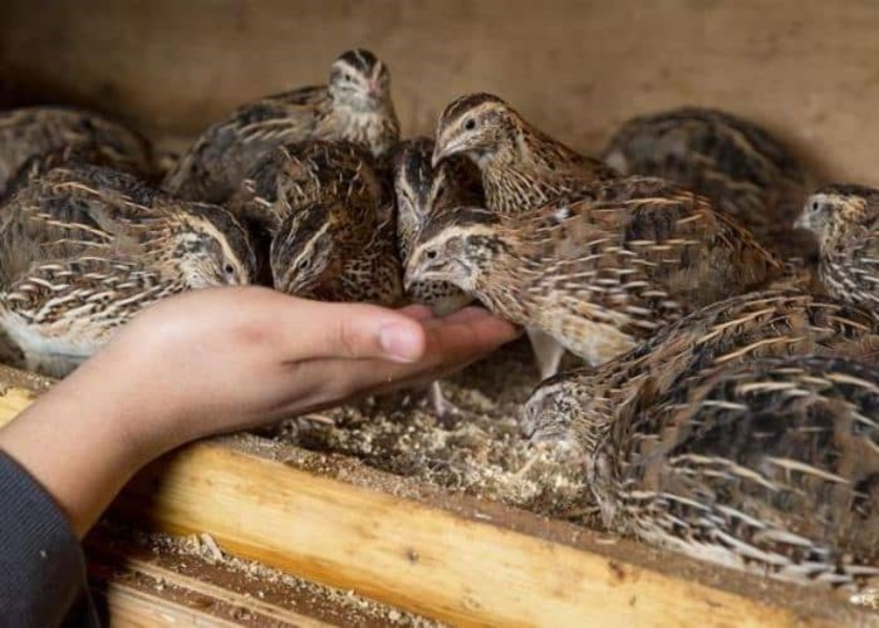 Consejos para criar Codornices y obtener huevos