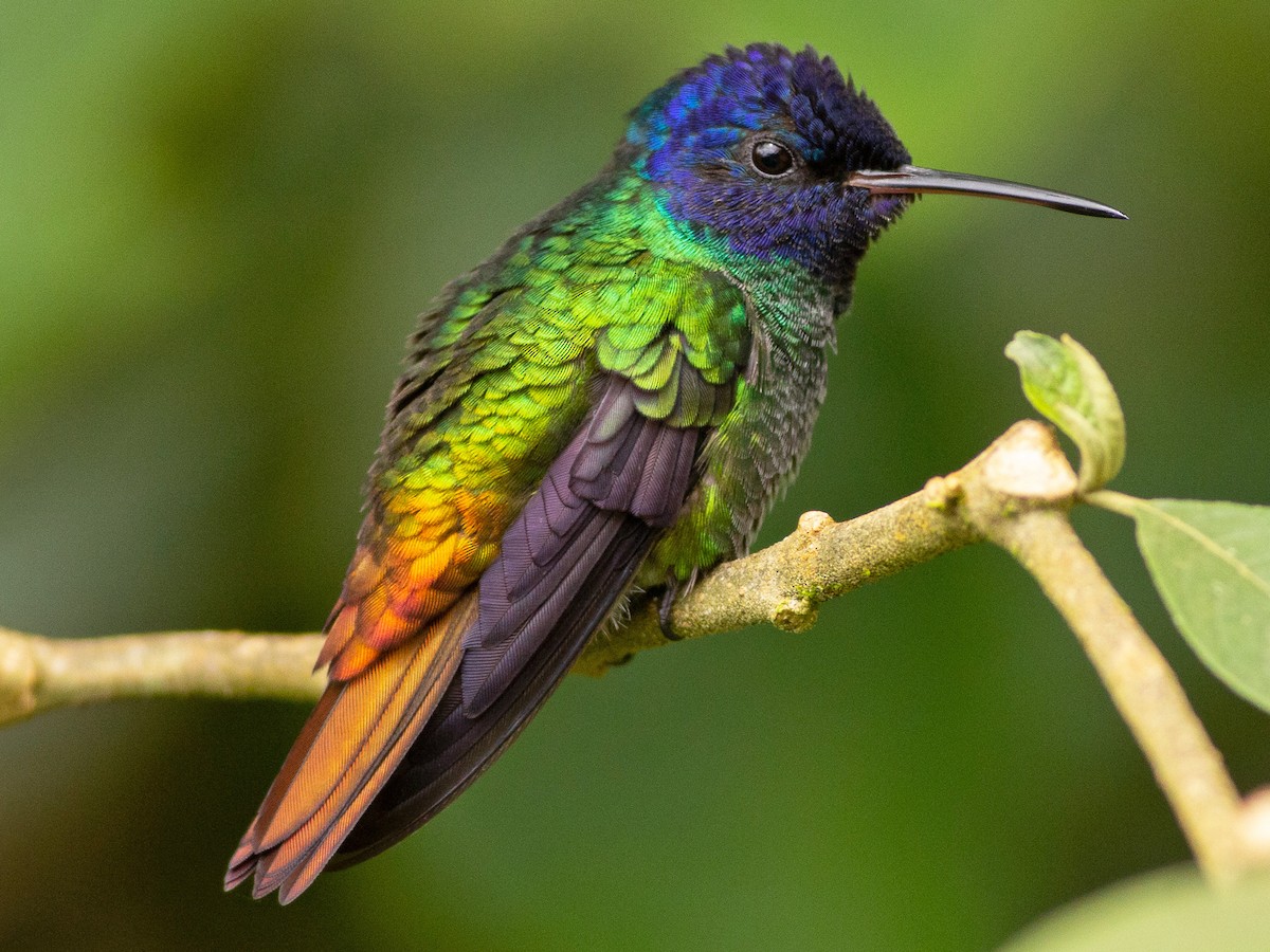 El colibrí: un pequeño pero poderoso ave