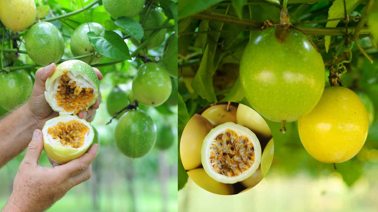 Maracuya en macetas, método eficaz para cultivar
