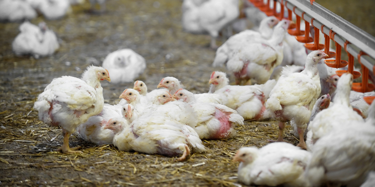 Como prevenir y tratar enfermedades en pollos