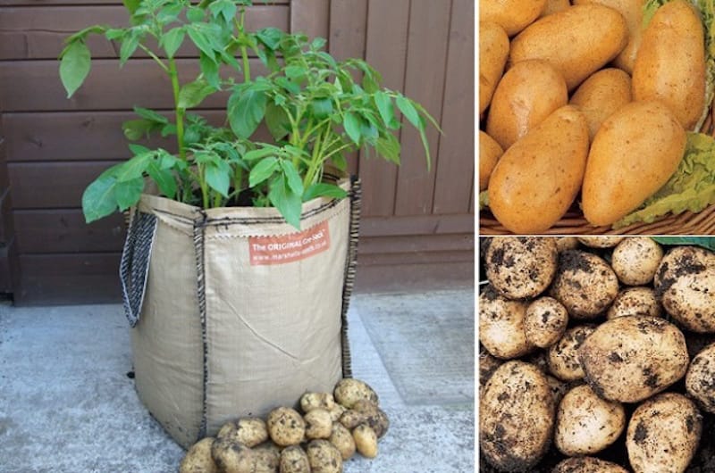 Patatas en casa, paso a paso para elaborarla