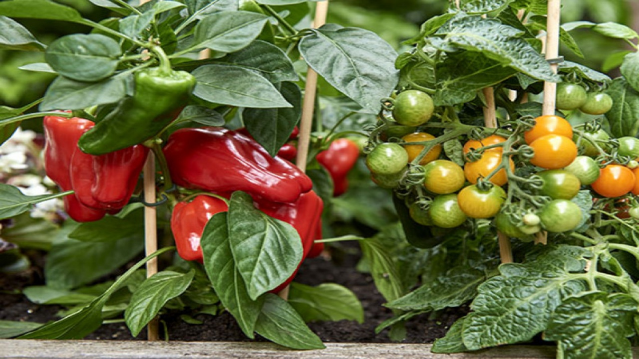 Secretos para cultivar pimiento en tu jardín