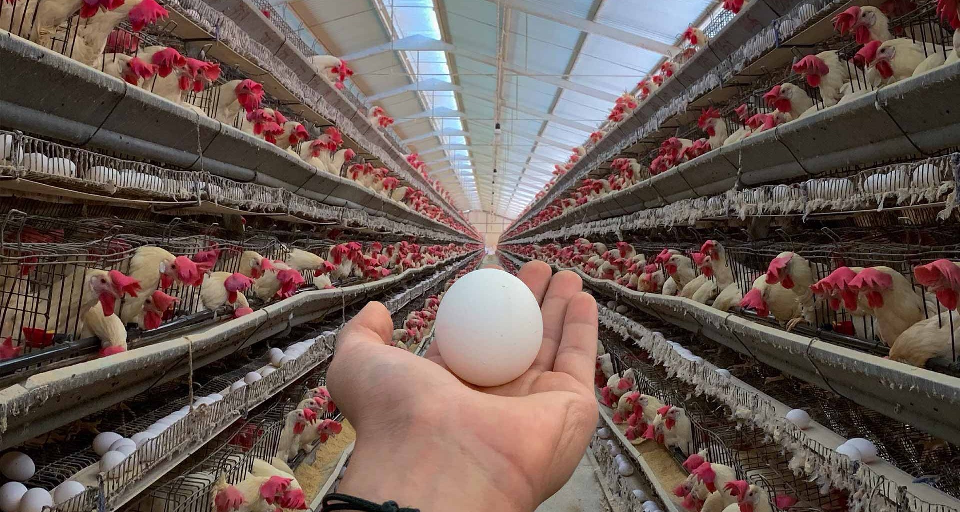 Conoce las 3 razas de gallinas mas ponedoras en el mundo