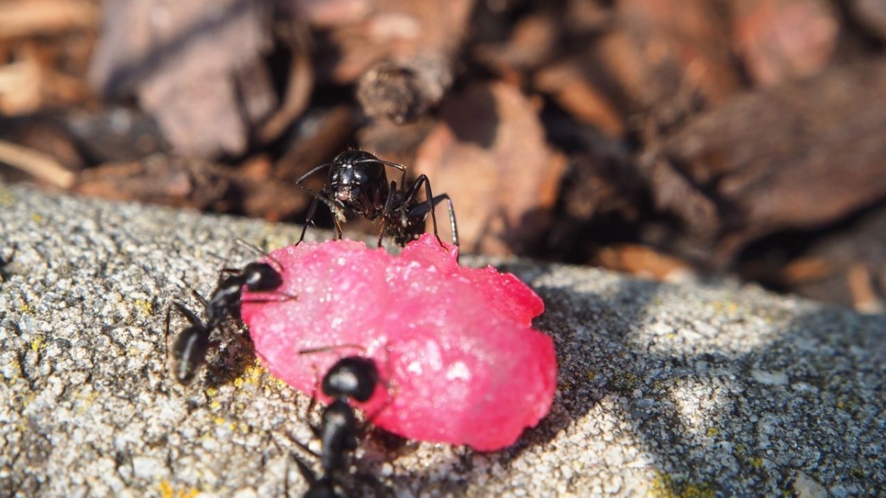 Insectos subterráneos en las plantas como eliminarlos