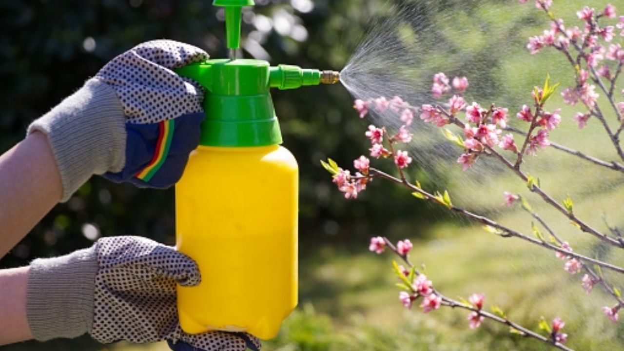 Agua espumosa para eliminar pulgones