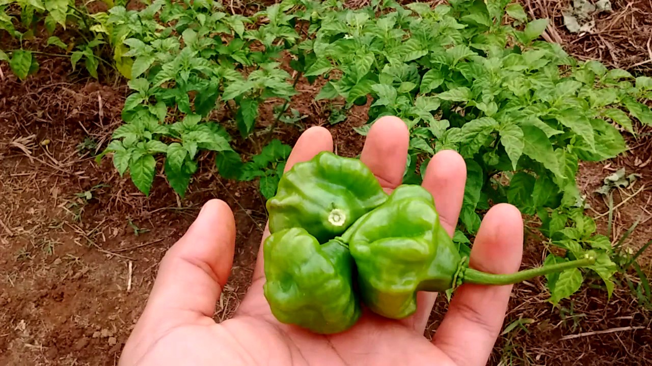 Como se deben tener las plantas de ají.