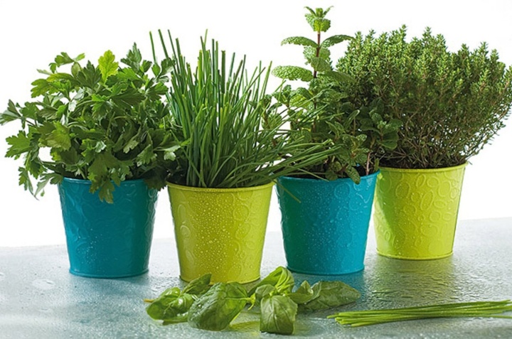 5 plantas repelentes de alimañas