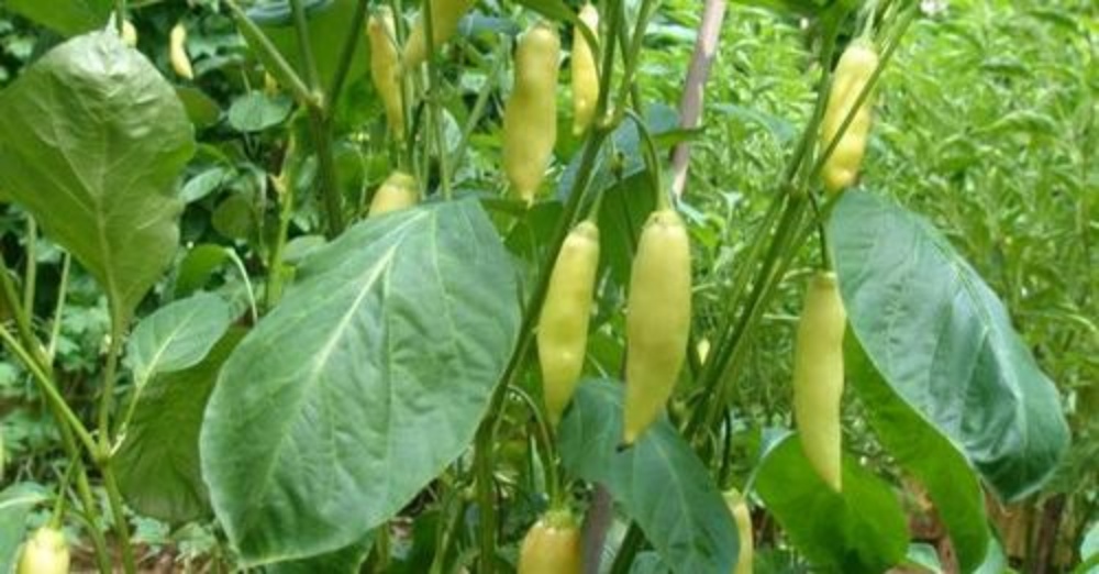 Pimiento guiseros en su Casa