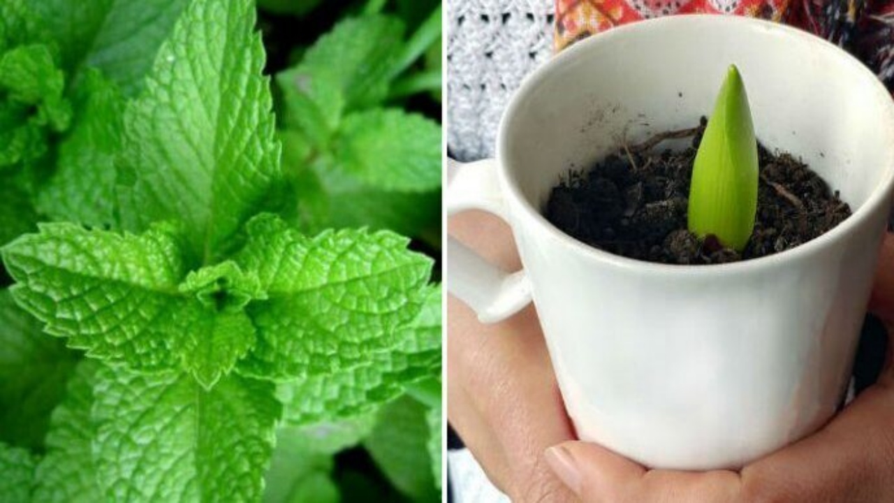Como plantar hierbabuena en una taza para decorar y perfumar tu casa