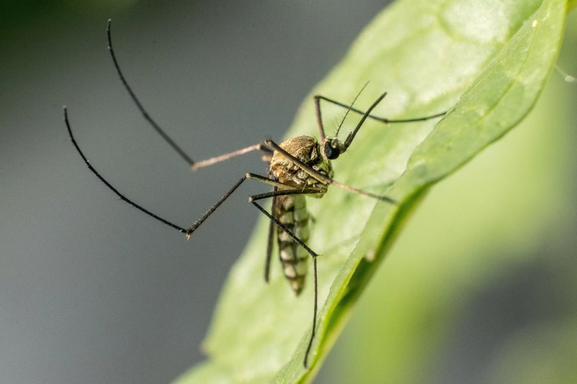 Las plantas repelentes de mosquitos que mejor funcionan en casa