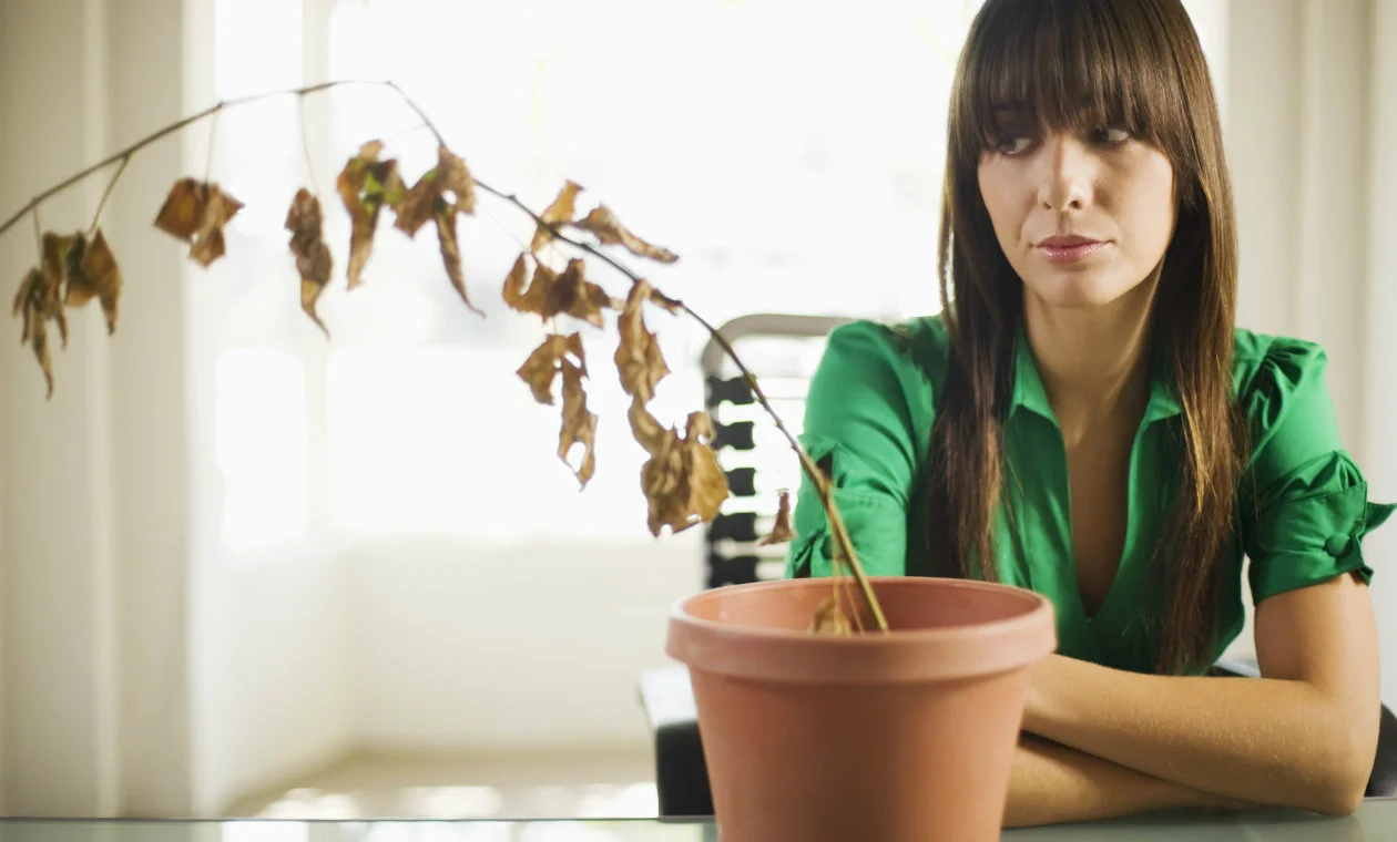 Tus plantas durante una ola de calor