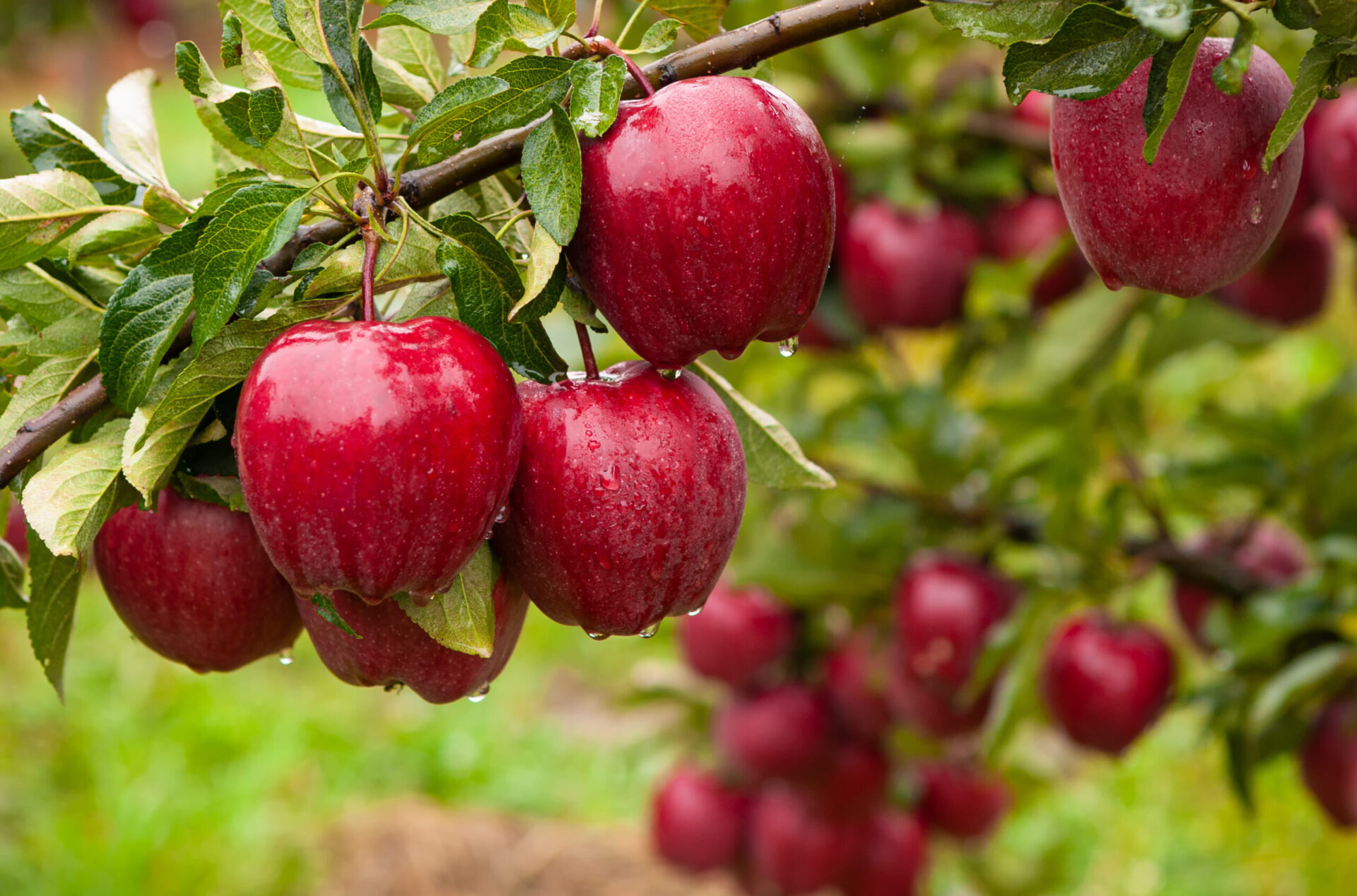 Guía completa para cultivar manzanas: desde la siembra hasta la cosecha