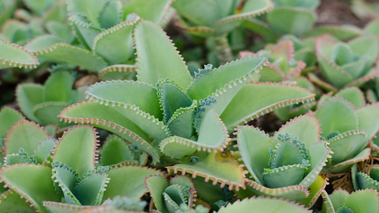 Los beneficios de la Kalanchoe y formas de consumirla