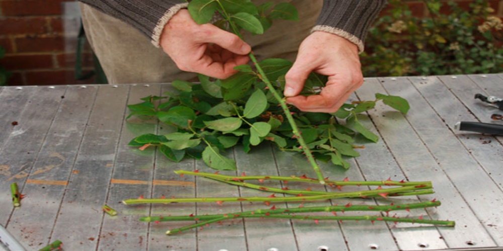 Cómo hacer la propagación de ramas de rosas en arena: Guía paso a paso