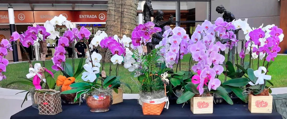 Cómo plantar orquídea y promover su crecimiento frondoso