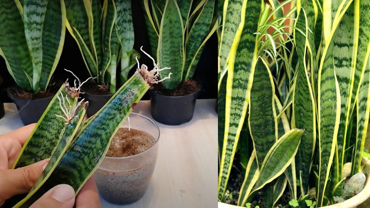 Reproducción y Cultivo de Sansevieria