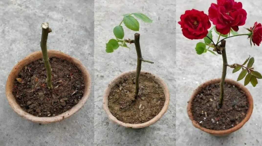Cómo reproducir rosas partiendo del tallo: Una guía completa