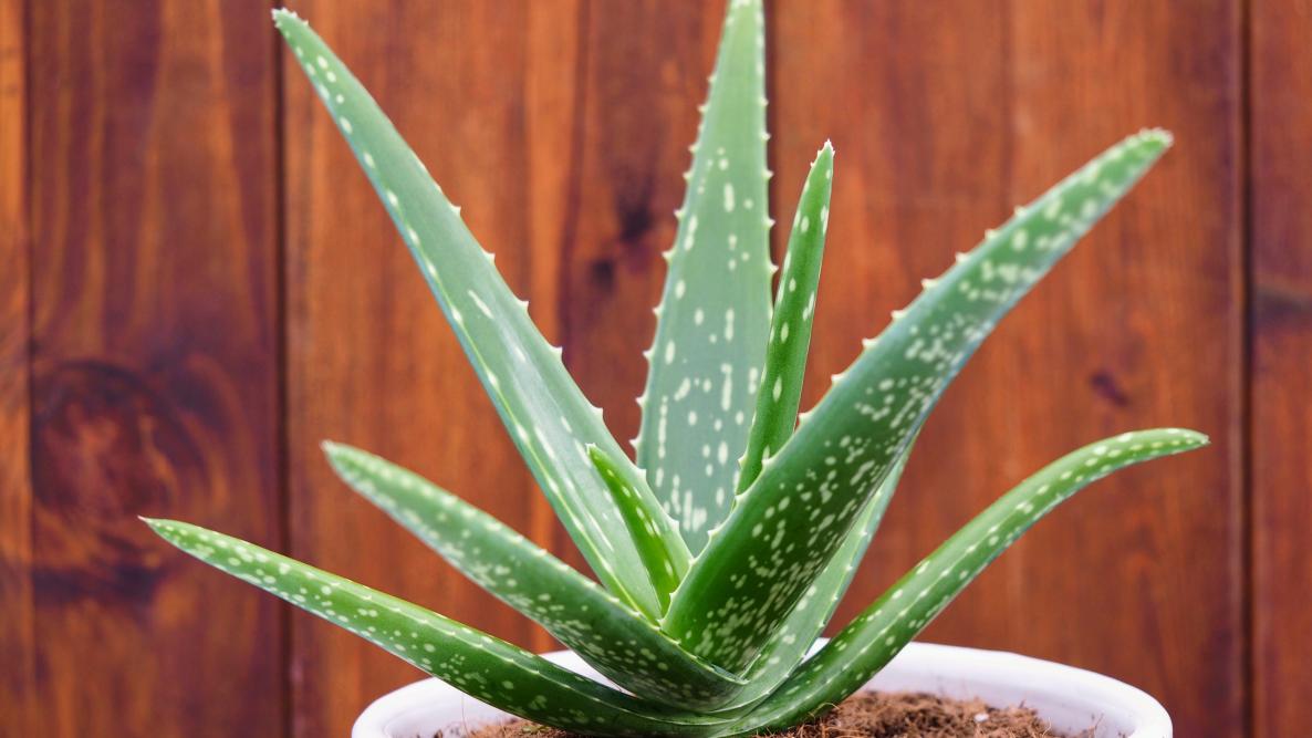 20 beneficios destacados del aloe vera