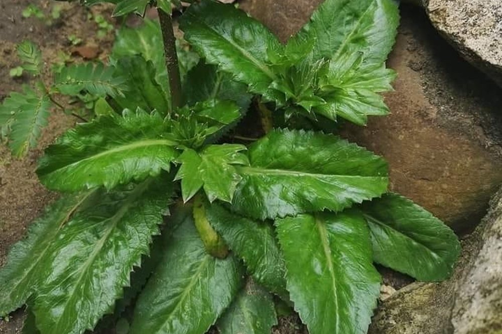 Beneficios del perejil criollo y como consumirlo