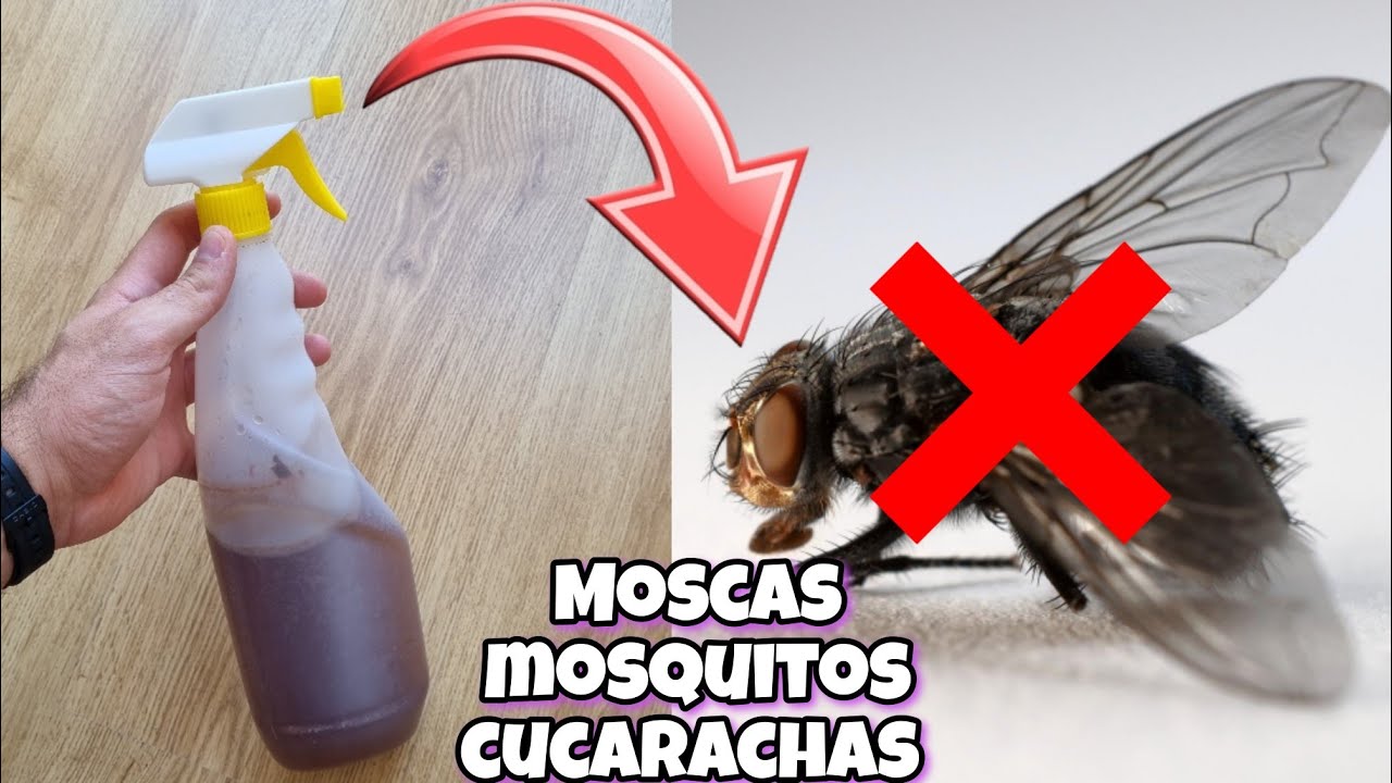 Remedios efectivos para eliminar moscas y cucarachas del hogar
