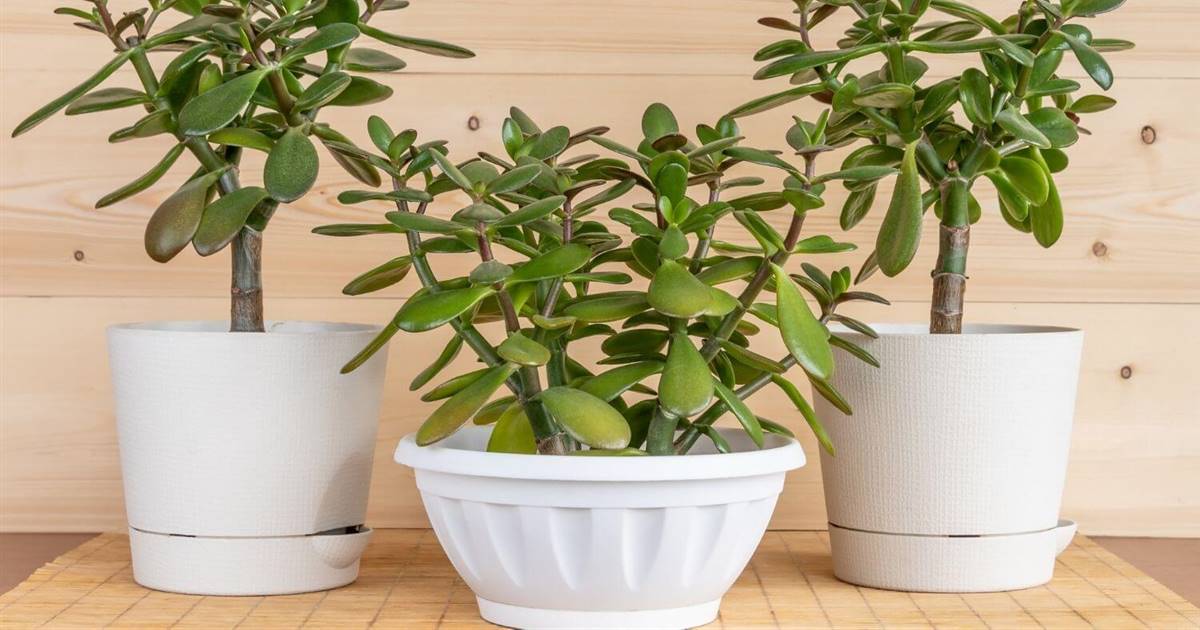 La Planta del Dinero (Crassula ovata): Verdades y Todo lo Relacionado con Ella