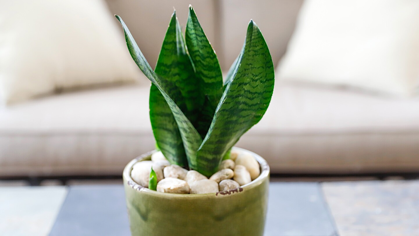 Los Tesoros Ocultos de la Planta Lengua de Suegra: Descubre 30 Beneficios Sorprendentes en tu Hogar