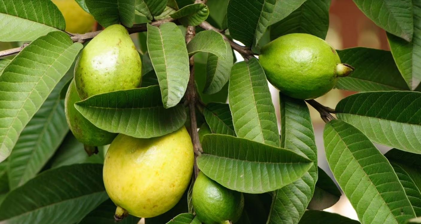 Hojas de Guayaba: Un Remedio Natural para Bajar el Azúcar y sus Increíbles Beneficios