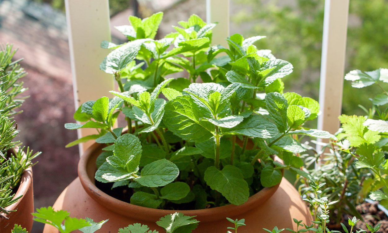 Cómo Cultivar Menta Fresca en Casa: Una Guía Paso a Paso