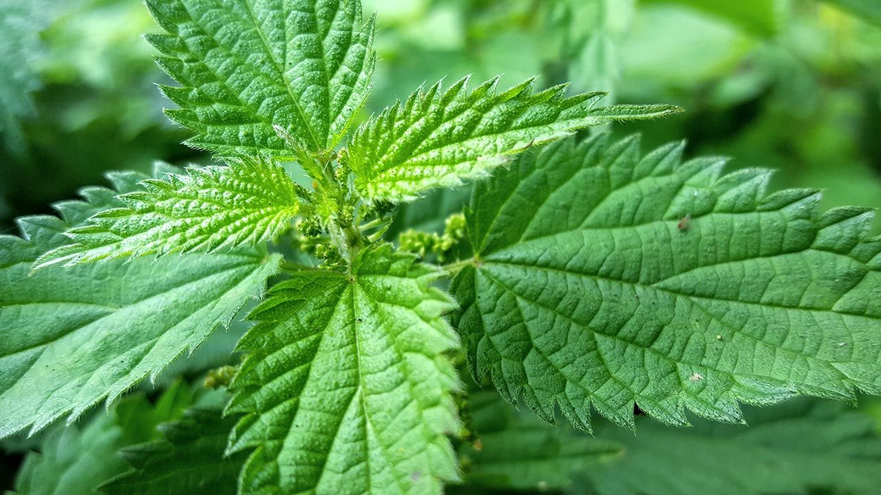 Los Innumerables Beneficios de la Ortiga y Cómo Preparar su Té: Una Mirada Detallada