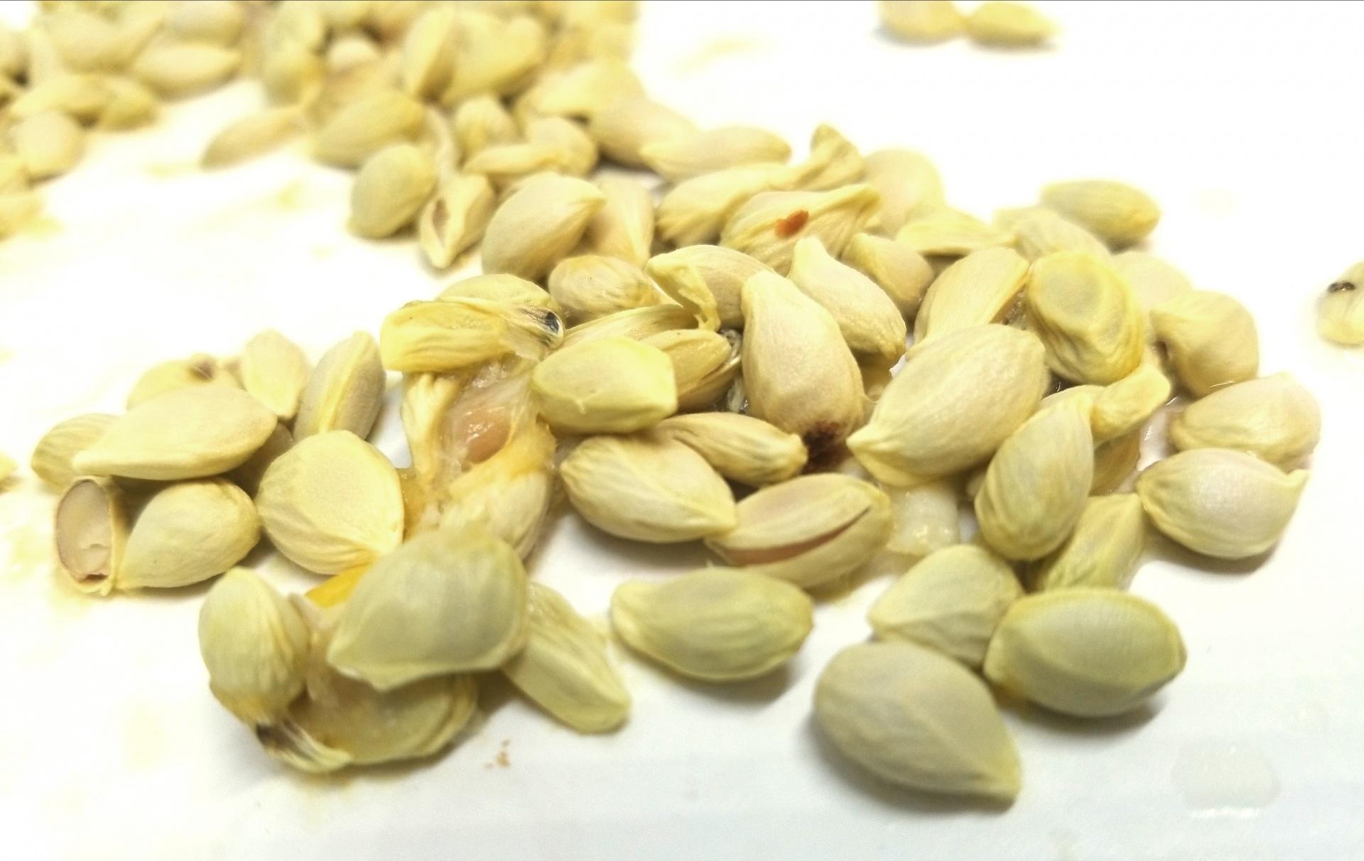 Descubriendo el Tesoro Oculto: 20 Beneficios de las Semillas de Limón y Cómo Aprovecharlos