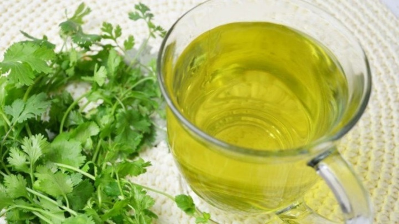 Los Maravillosos Beneficios del Cilantro y Cómo Preparar su Infusión