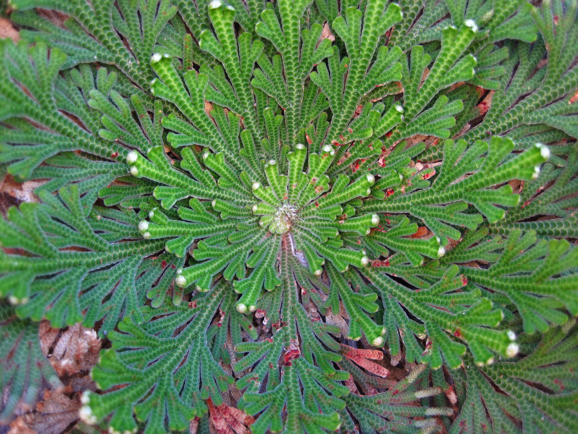 Doradilla